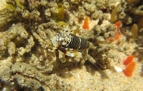  Jingle Shrimp: This Aquatic Wonder Will Make You Say Wow! Because Its Translucent Body Makes It Almost Invisible