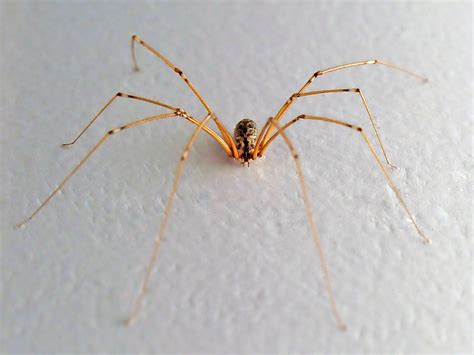  Pholcidae! Những Con Nhện Chân Dài L weirdly Fascinating Thường Sinh Sống Trong Ngàn Cửa Sổ Của Bạn