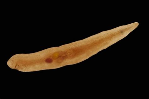  Rhabdocoela: A Tiny Master of Regeneration Hiding in Plain Sight!