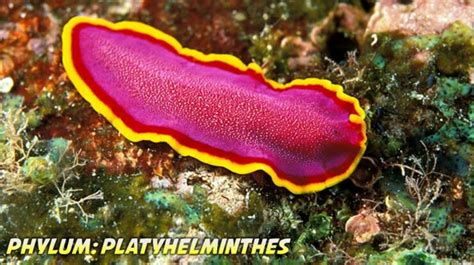  Yaginella! Những Loài Giun Platyhelminthes Sống Bên Dưới Đá Và Trên Cây